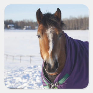Adesivo Quadrado Cavalo que pasta em um campo coberto de neve em