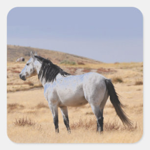 Adesivo Quadrado Cavalo Selvagem de cinzas no Range, Utah