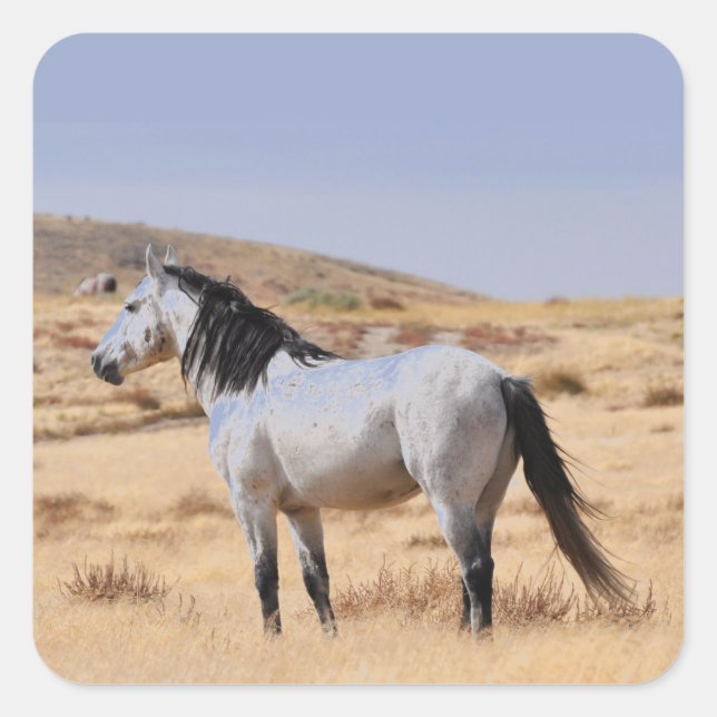 Adesivo Quadrado Cavalo Selvagem de cinzas no Range, Utah (Frente)