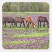 Cavalos de raça pura no campo das flores de hébita