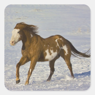 Adesivo Quadrado Cavalos em neve