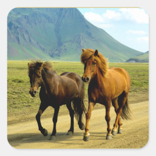 Adesivo Quadrado Cavalos Islandeses