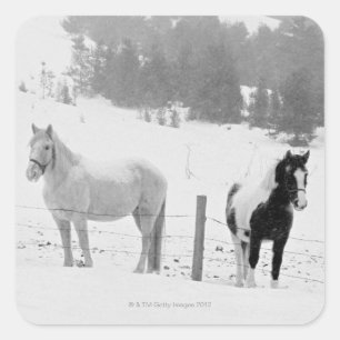 Adesivo Quadrado Cavalos no rancho