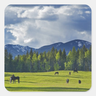 Adesivo Quadrado Cavalos pastam em pasto perto de Whitefish,