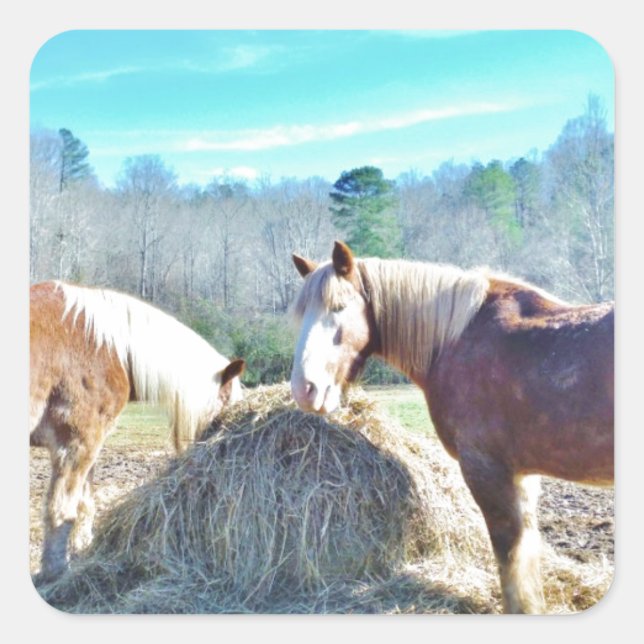 Adesivo Quadrado Cavalos Raspados Recuperados comendo feno (Frente)