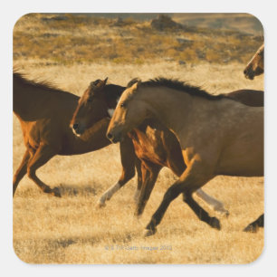 Adesivo Quadrado Cavalos selvagens