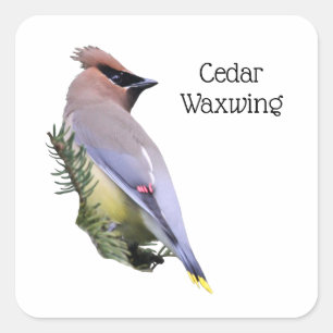 Adesivo Quadrado Cedar
