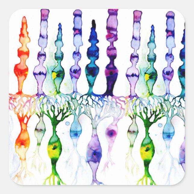 Adesivo Quadrado Células de cone e neurônio bipolar da retina (Frente)