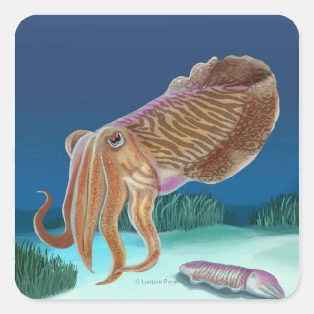 Adesivo Quadrado Cena de Massachusetts Cuttlefish (Frente)