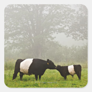 Adesivo Quadrado Cena enevoada da vaca cercada de Galloway que sere