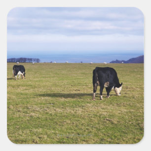 Adesivo Quadrado Cena pastoral das vacas na negligência do campo