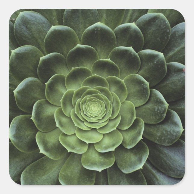 Adesivo Quadrado Centro de Cactus (Frente)