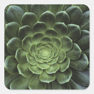 Adesivo Quadrado Centro de Cactus