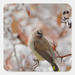 Adesivo Quadrado Cera adulta sobre espinheiro com neve,