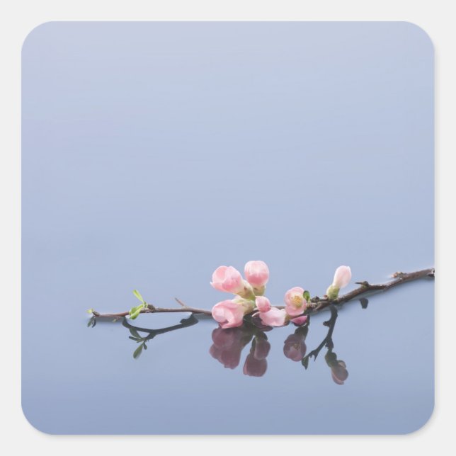 Adesivo Quadrado Cereja floresce na água (Frente)