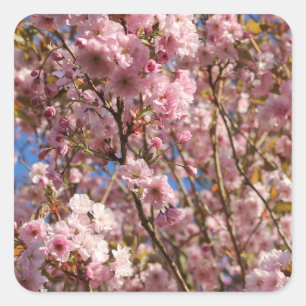 Adesivo Quadrado Cerejeira Rosa Flor de Primavera