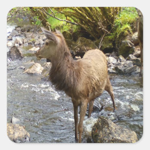 Adesivo Quadrado Cervo Vermelho Jovem Vida Selvagem Animais da Flor