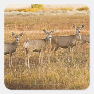 Adesivo Quadrado Cervos de mula (hemionus do Odocoileus) um na