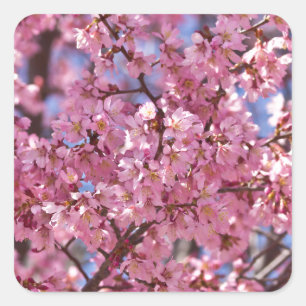 Adesivo Quadrado Céu Rosa Flor de Cerejeira Sakura