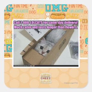 Adesivo Quadrado Chamada 1-800-LOLCATS