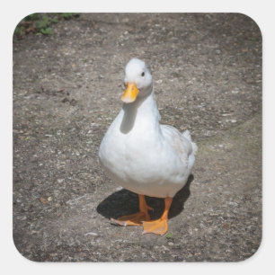Adesivo Quadrado Chamar pato