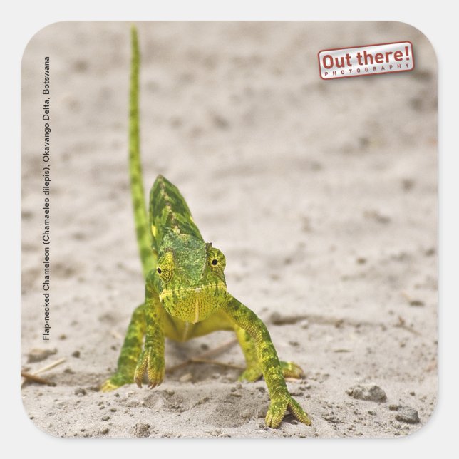 Adesivo Quadrado Chameleon (Frente)