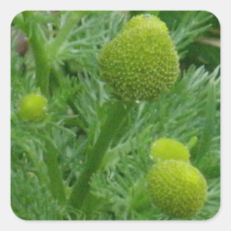 Adesivo Quadrado Chamomille, Matricaria matricarioides