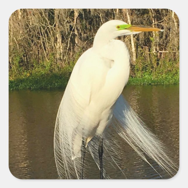 Adesivo Quadrado Charlie The Great Egret (Frente)