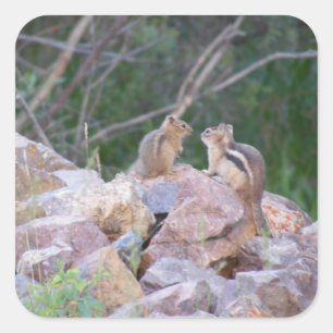 Adesivo Quadrado Chatter de Chipmunk