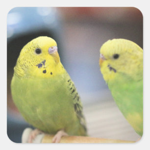 Adesivo Quadrado Chaves sérias