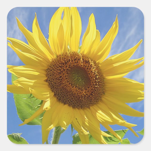 Adesivo Quadrado Cheery Sunflower on Sky (Frente)