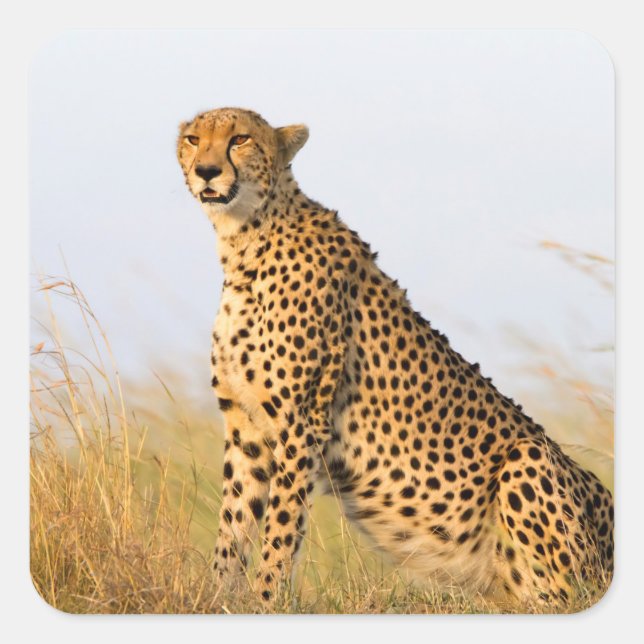Adesivo Quadrado Cheetah (Frente)