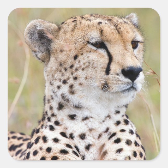 Adesivo Quadrado Cheetah (Frente)