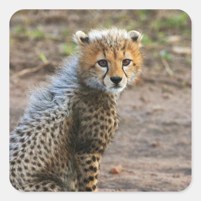 Adesivo Quadrado Cheetah Cub Acinonyx Jubatus) (Frente)