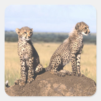Adesivo Quadrado Cheetah Cubs