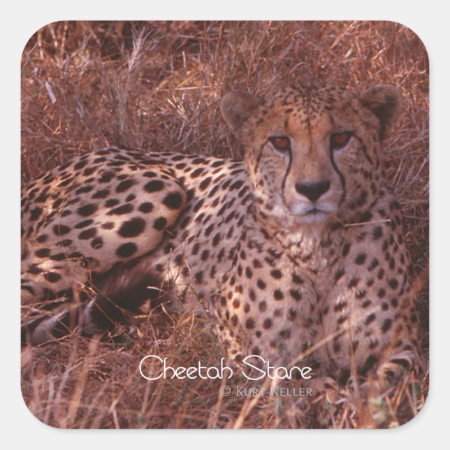 Adesivo Quadrado Cheetah Stare (Frente)