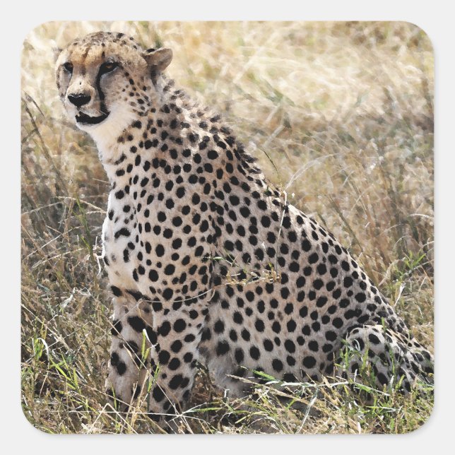 Adesivo Quadrado Cheetah Sticker 2 (Frente)