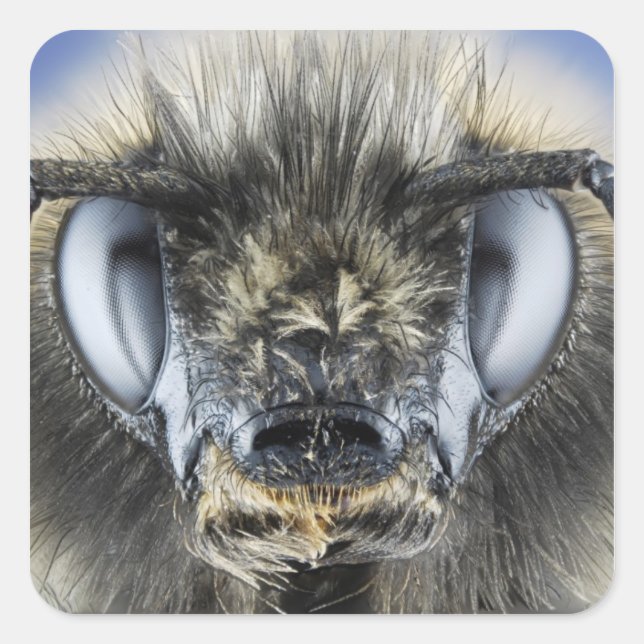 Adesivo Quadrado Chefe de abelha (Frente)