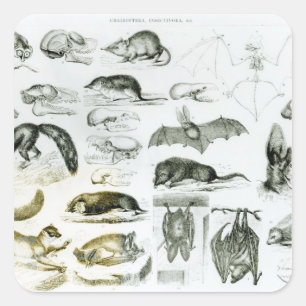 Adesivo Quadrado Cheiroptera, Insectivora