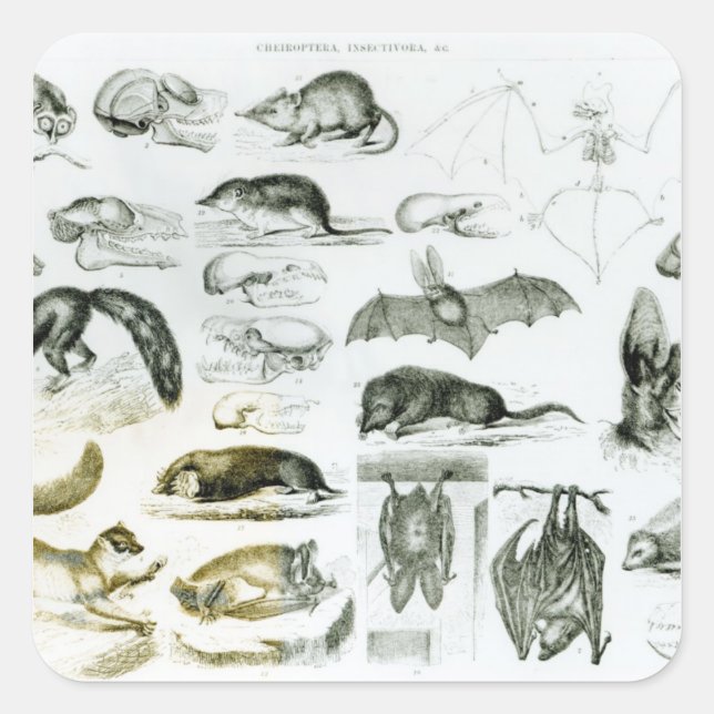 Adesivo Quadrado Cheiroptera, Insectivora (Frente)