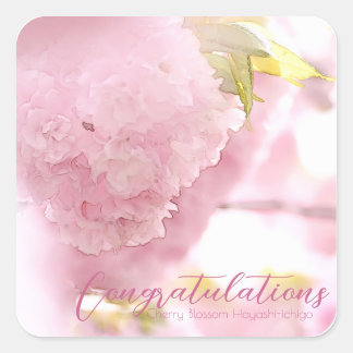 Adesivo Quadrado Cherry Blossom "Hayashi-ichigo" スクエアシール