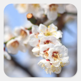 Adesivo Quadrado Cherry Blossoms