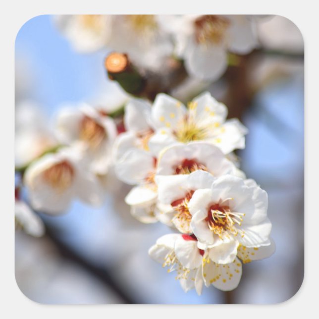 Adesivo Quadrado Cherry Blossoms (Frente)