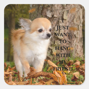 Adesivo Quadrado Chihuahua