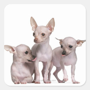 Adesivo Quadrado Chihuahua calva (5 e 7 meses velho)