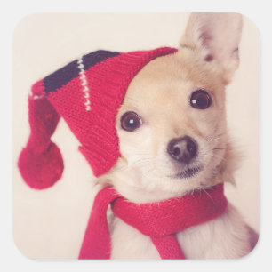 Adesivo Quadrado Chihuahua no boné do inverno