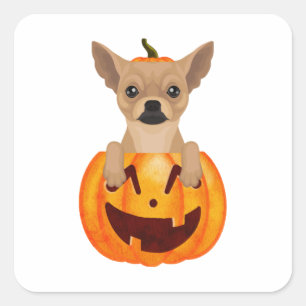 Adesivo Quadrado Chihuahua Pumpkin