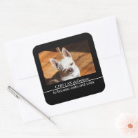 Chillax Chihuahua sonolento língua relaxada Foto