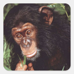 Adesivo Quadrado Chimpansee