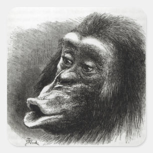 Adesivo Quadrado Chimpanzé decepcionado e Sulky